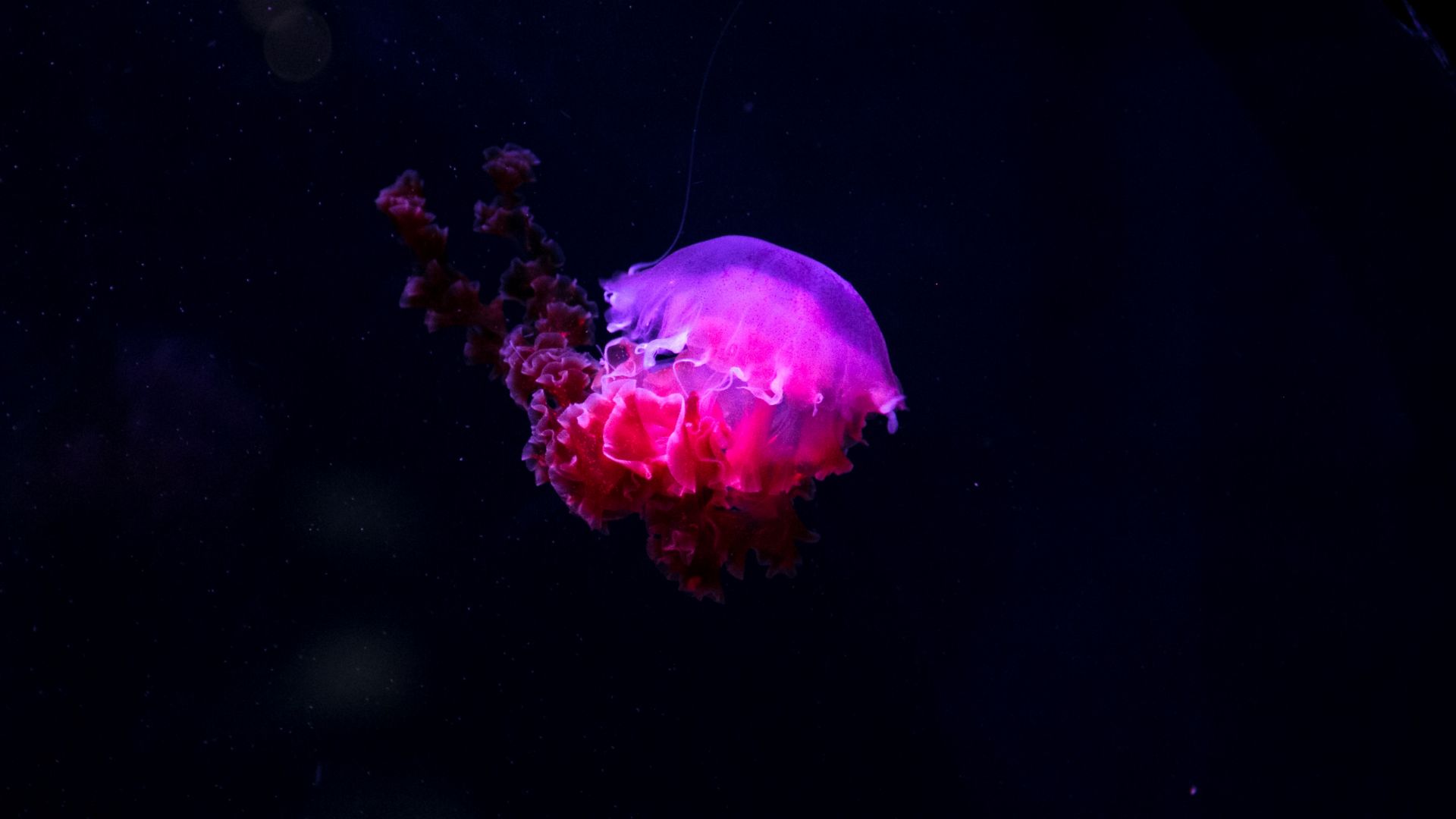 Wallpaper Pink jellyfish, dark, underwater