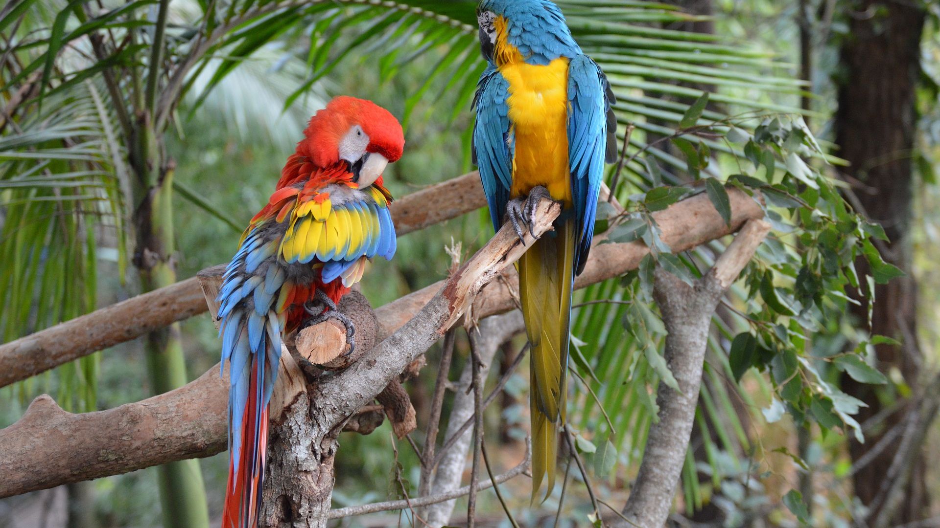 Wallpaper Macaw, colorful parrot birds