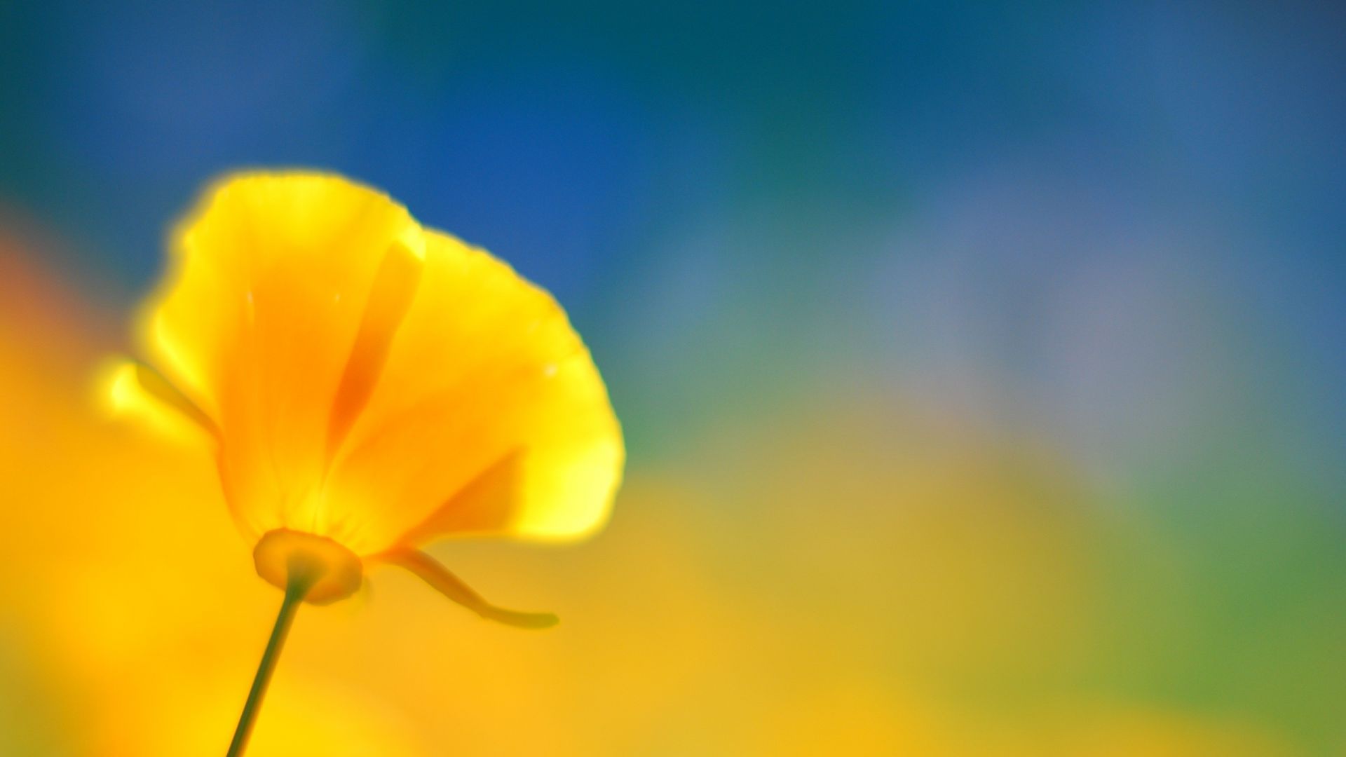Wallpaper Yellow poppy flower, blurred