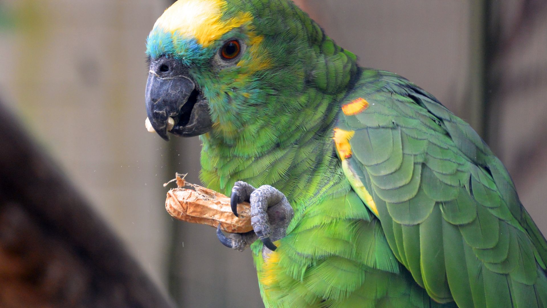 Wallpaper Green Parrot bird