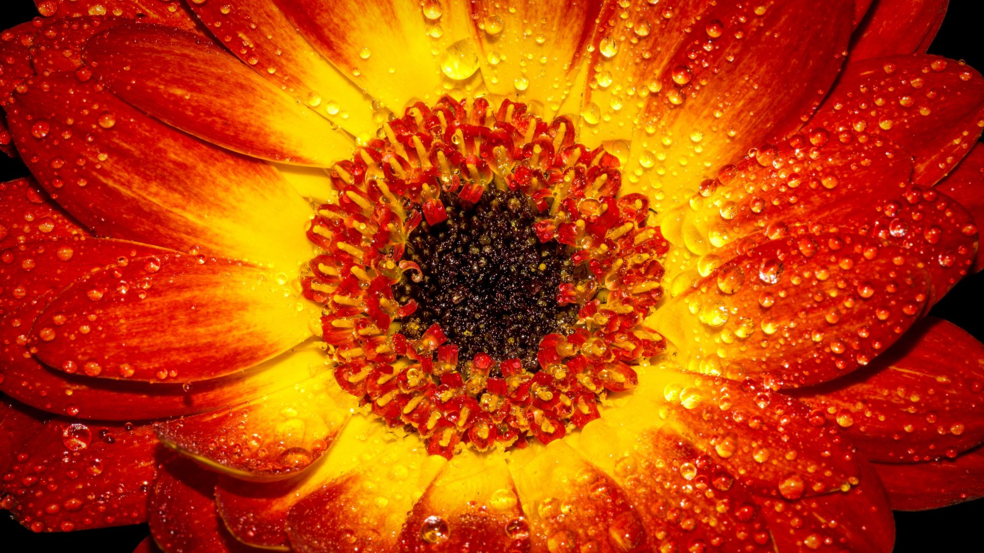 Wallpaper Flower petal drop orange