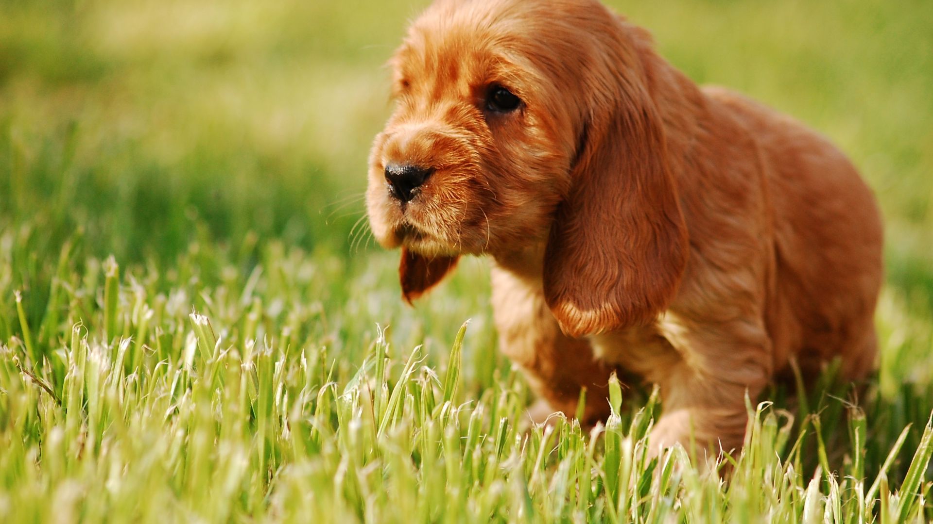 Wallpaper Cute, golden puppy, play, grass