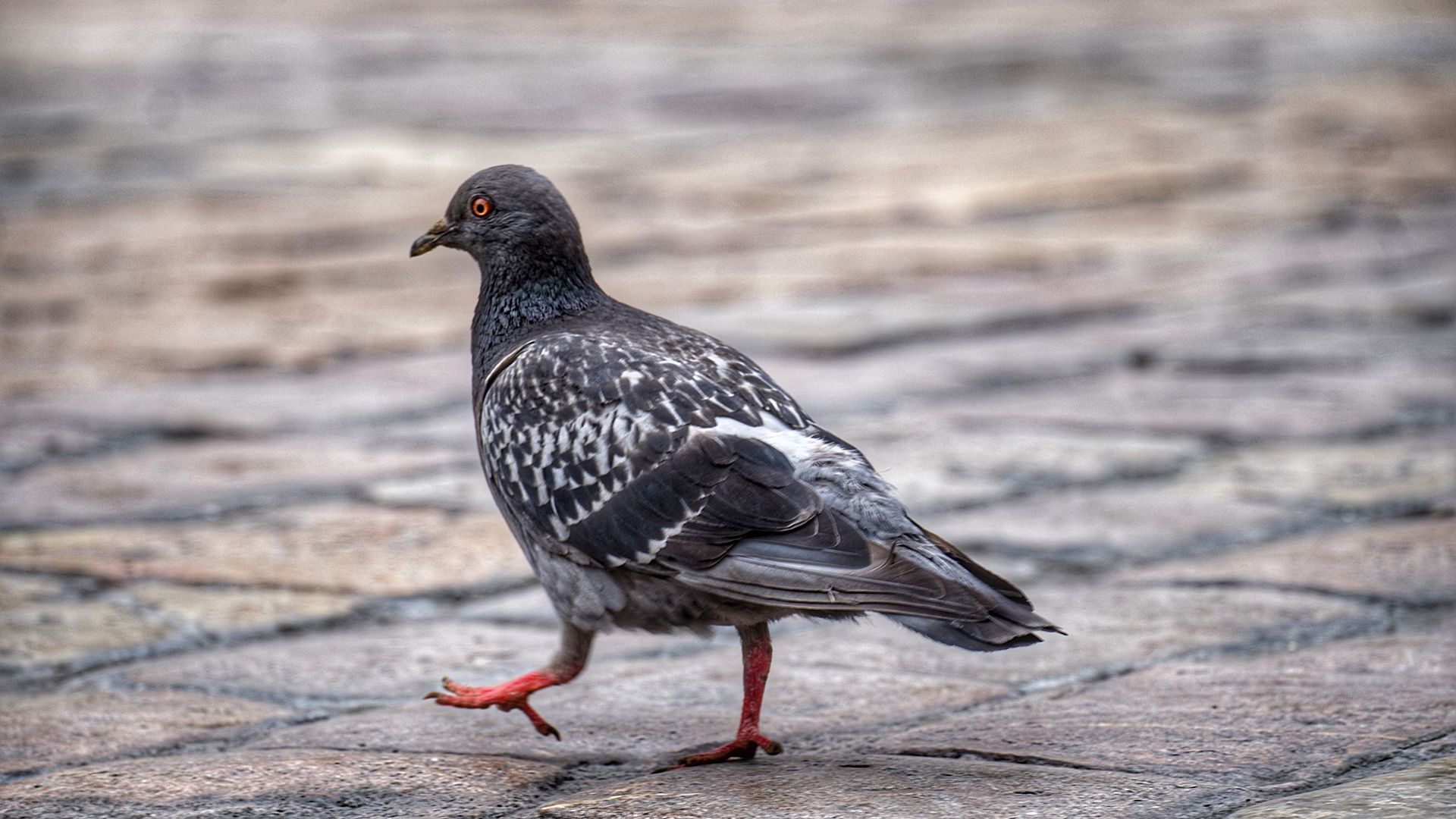 Wallpaper Pigeon, dove bird, walk