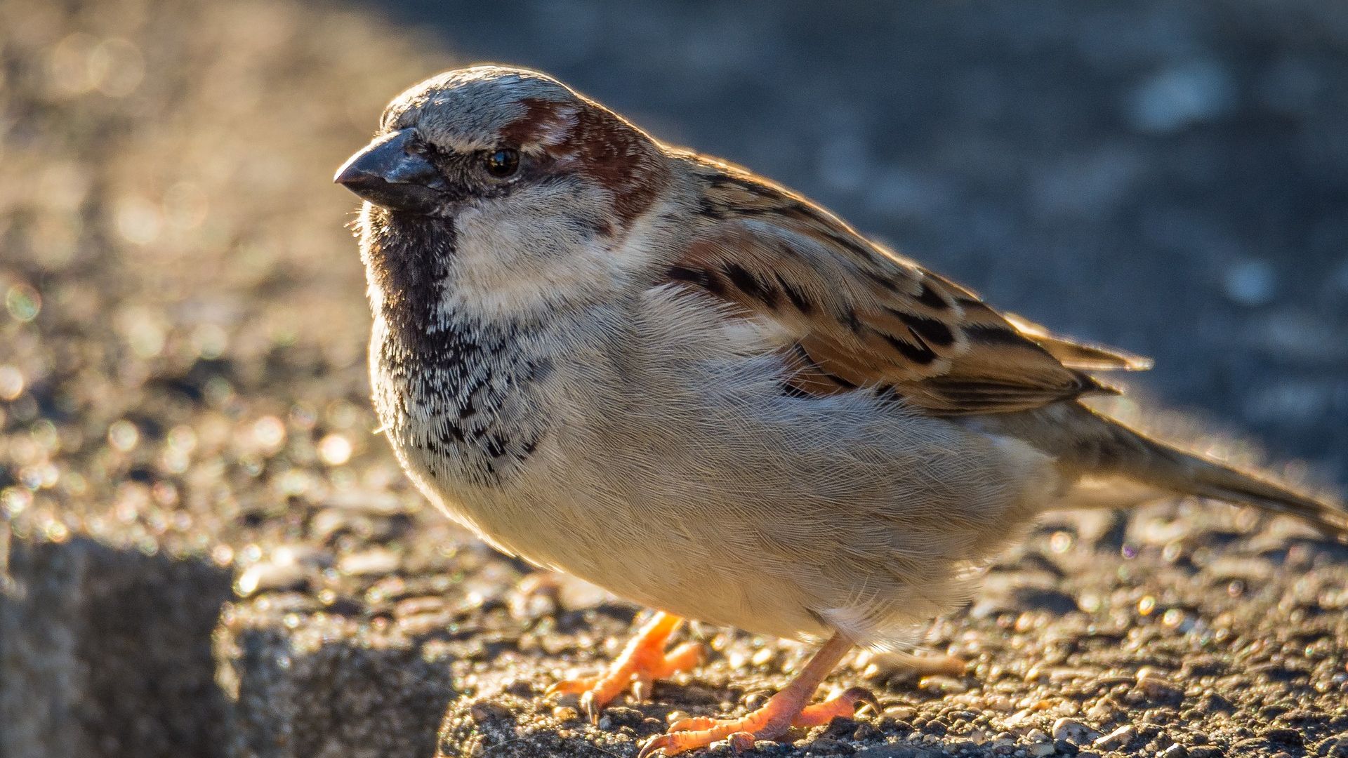 Wallpaper Sparrow, bird, small bird, close up