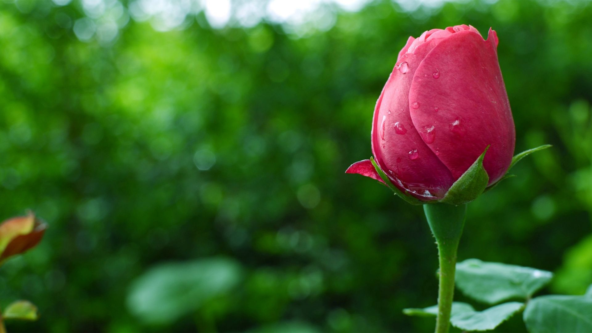 Wallpaper Rose bud, bloom, water drops