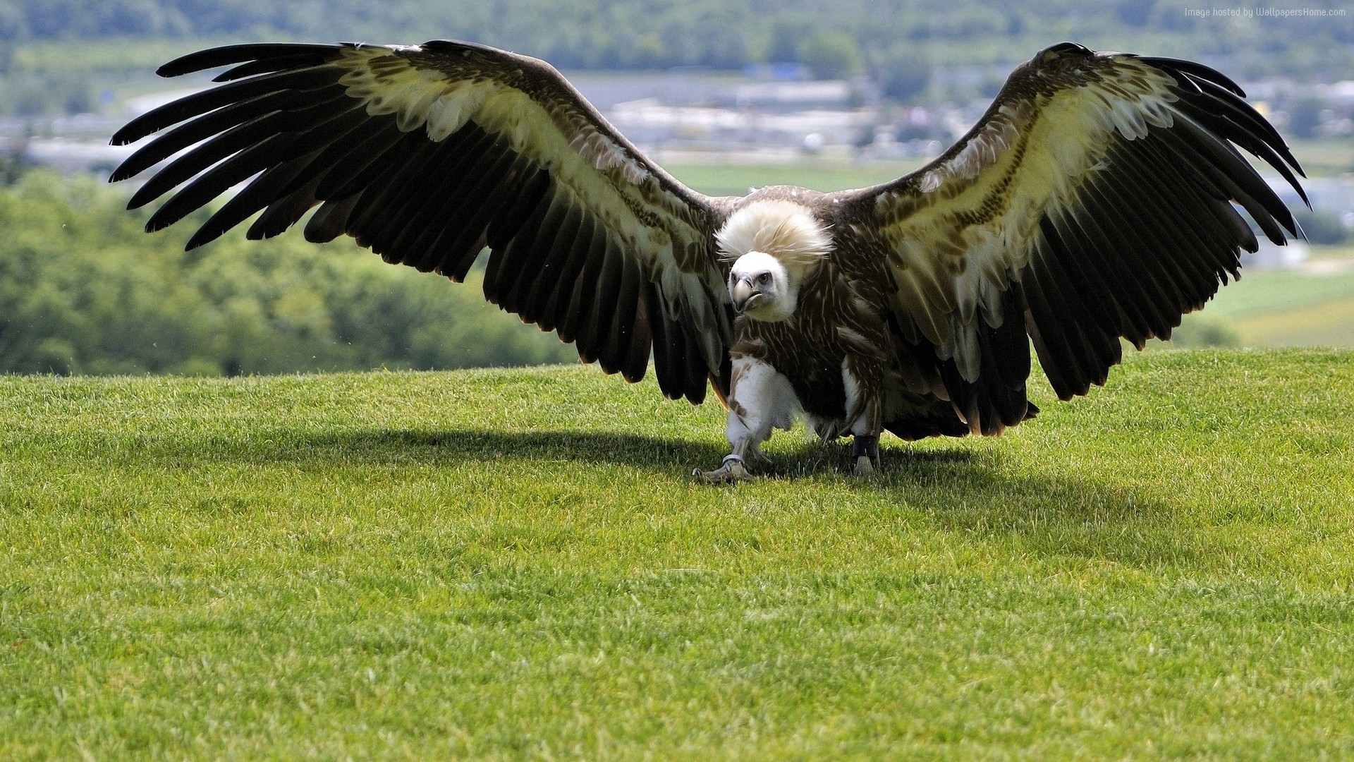 Wallpaper Eagle sitting, green grass
