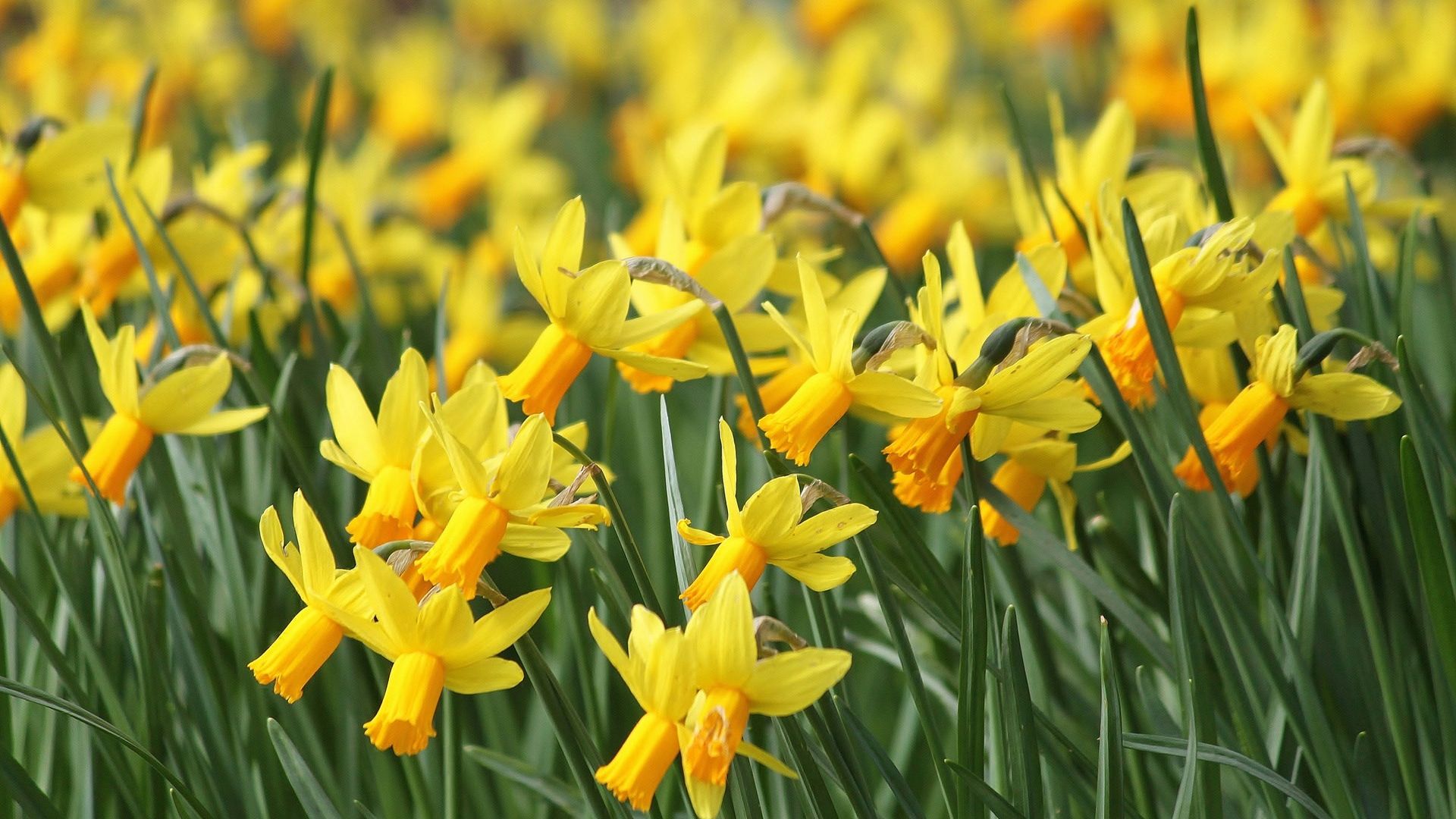 Daffodils pretty daffodil HD wallpaper  Pxfuel