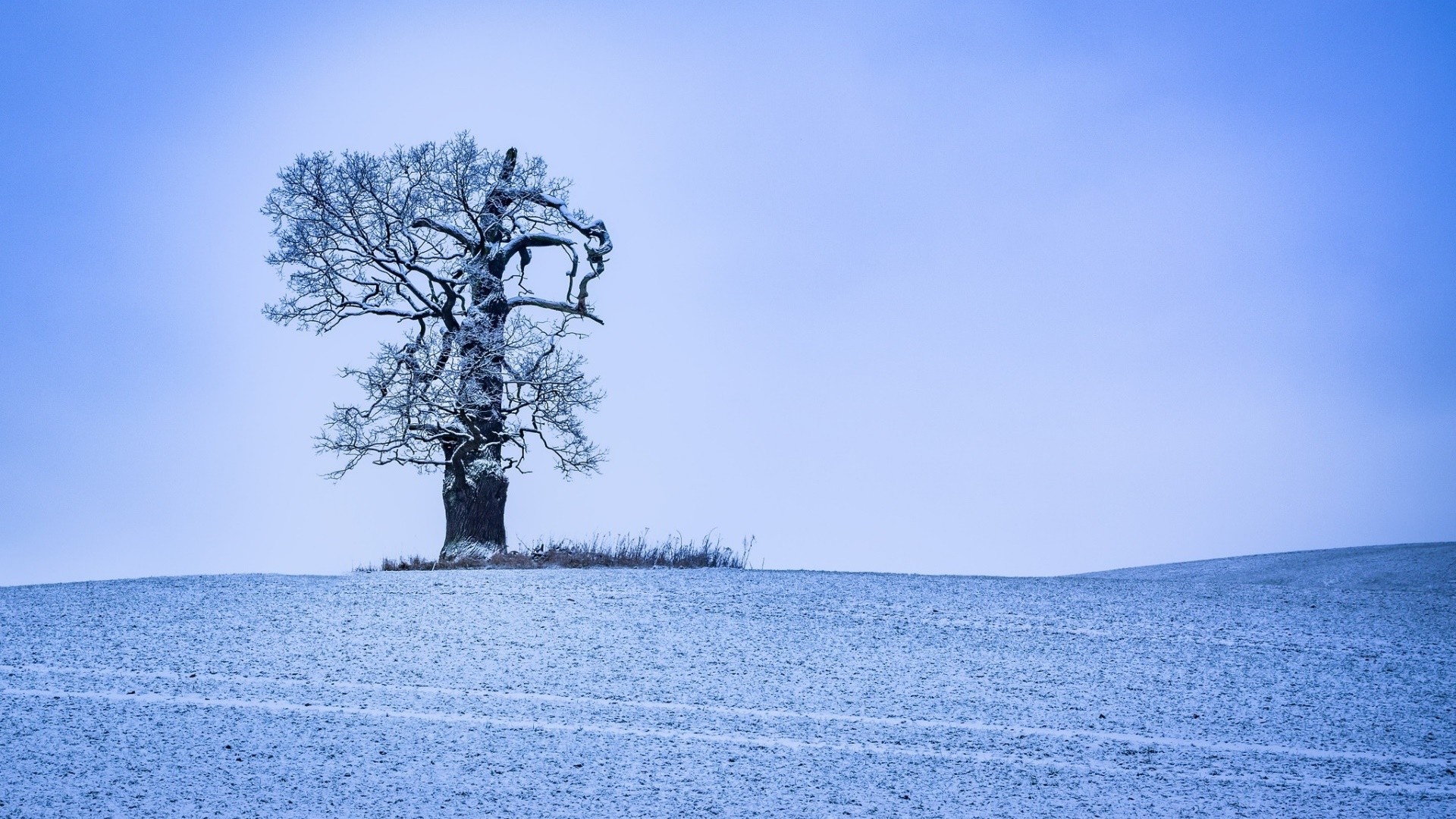 Wallpaper Landscape, winter, tree