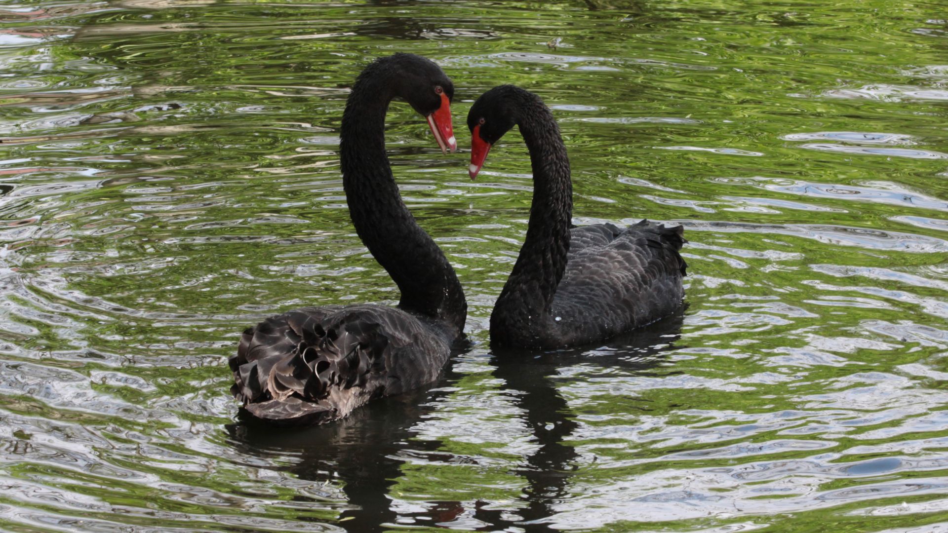 Wallpaper Black swans, couple, birds, pond