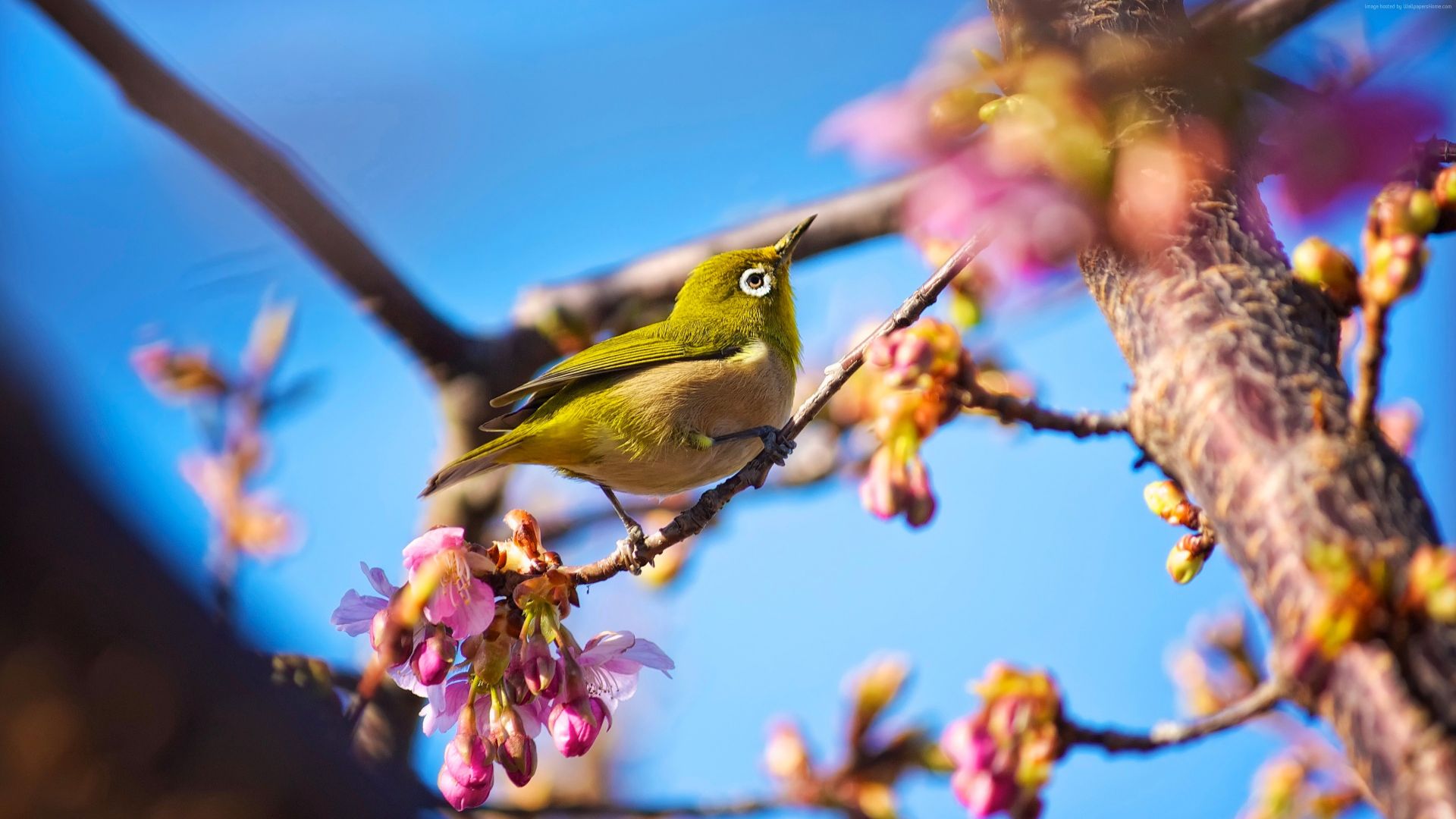 Wallpaper Japanese small bird, flowers, spring