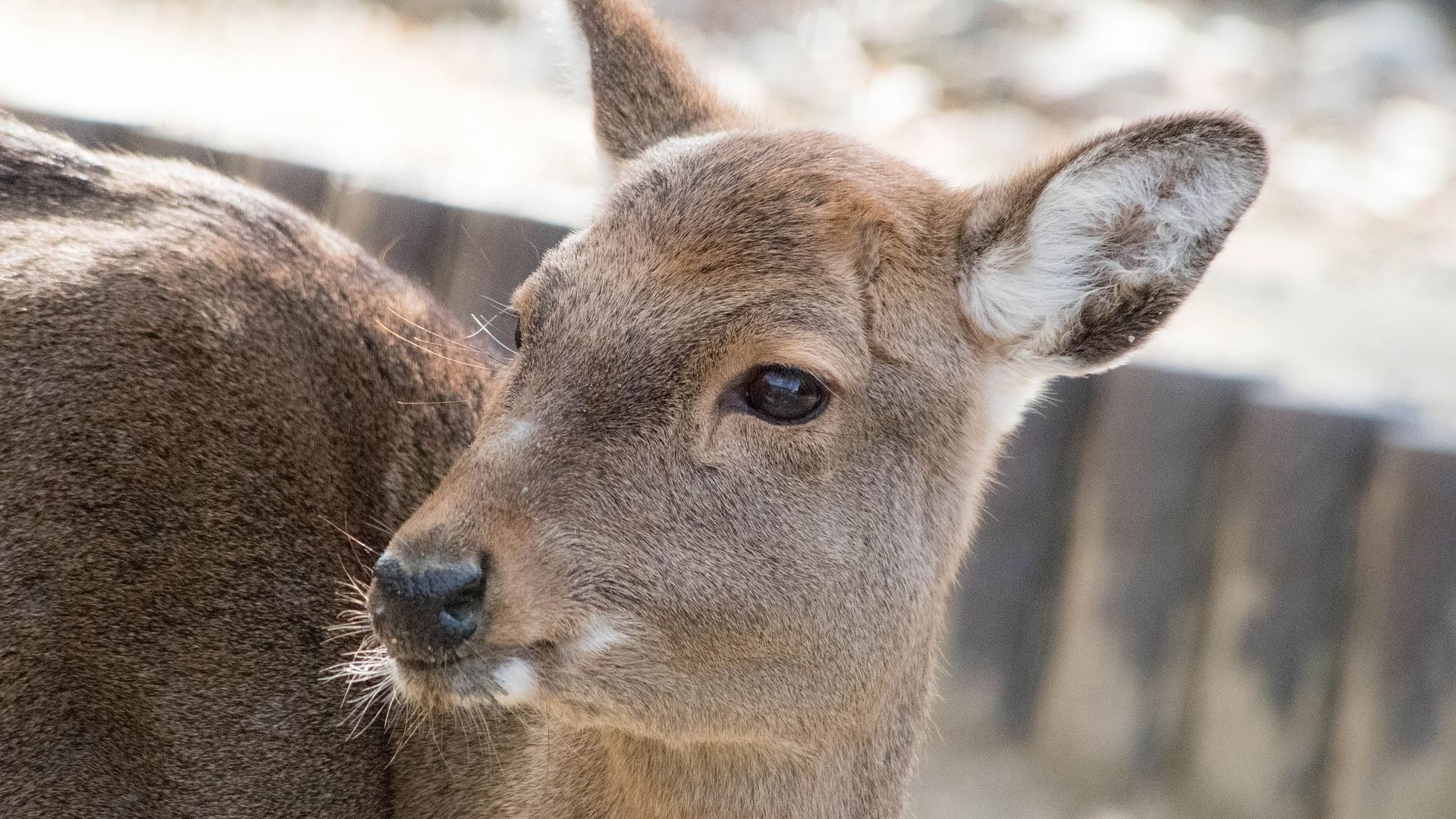 Wallpaper Deer, cute animal, zoo, muzzle