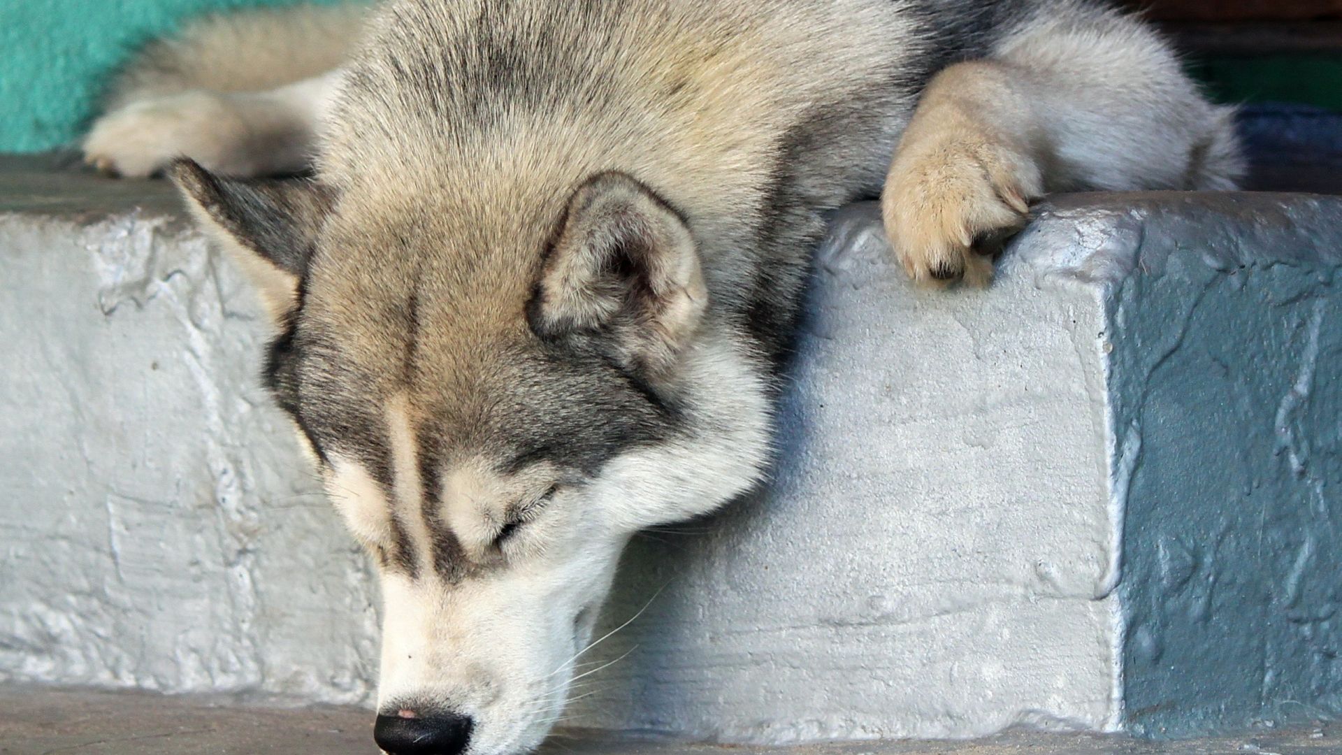 Wallpaper Dog muzzle, Sleeping