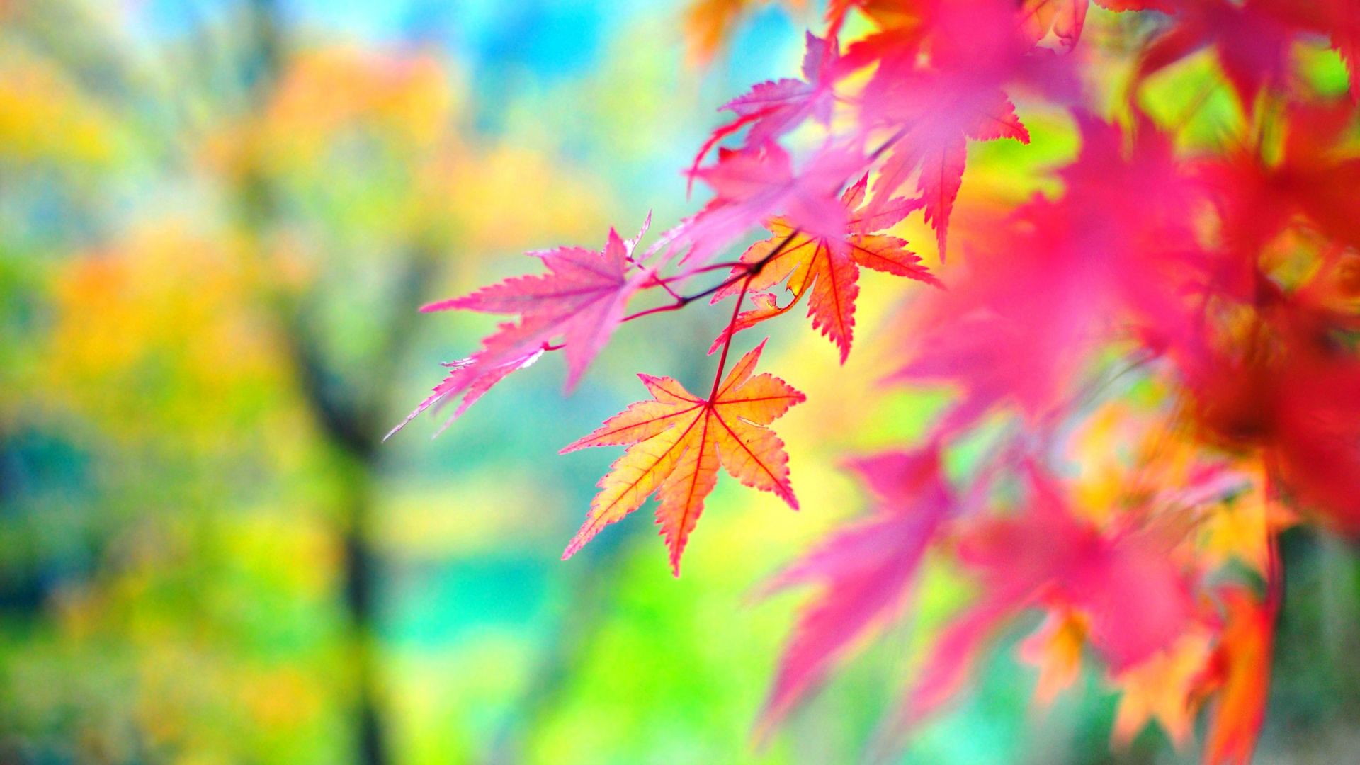 Wallpaper Maple leaves, fall