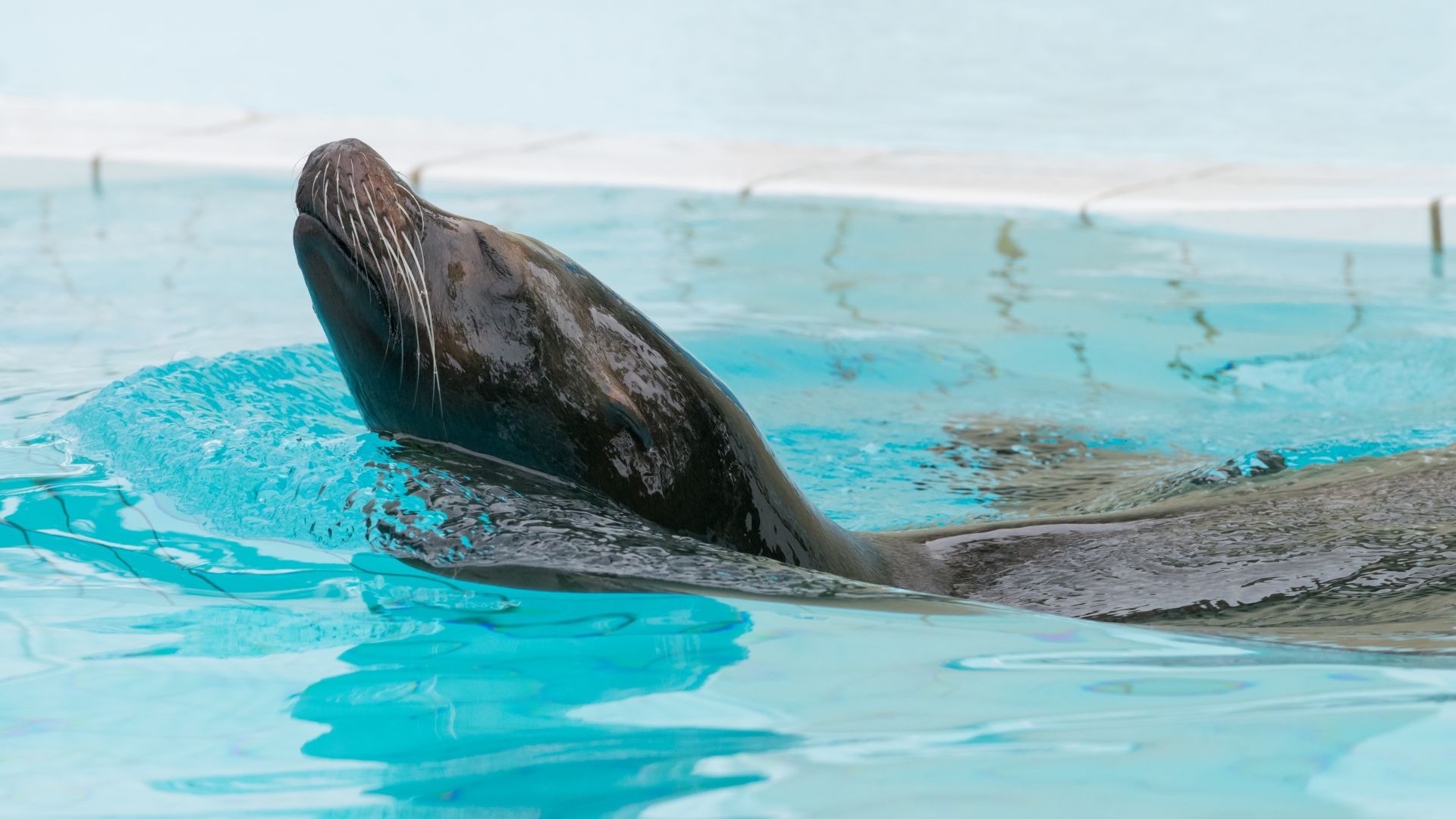 Wallpaper Fur seal swimming in pool