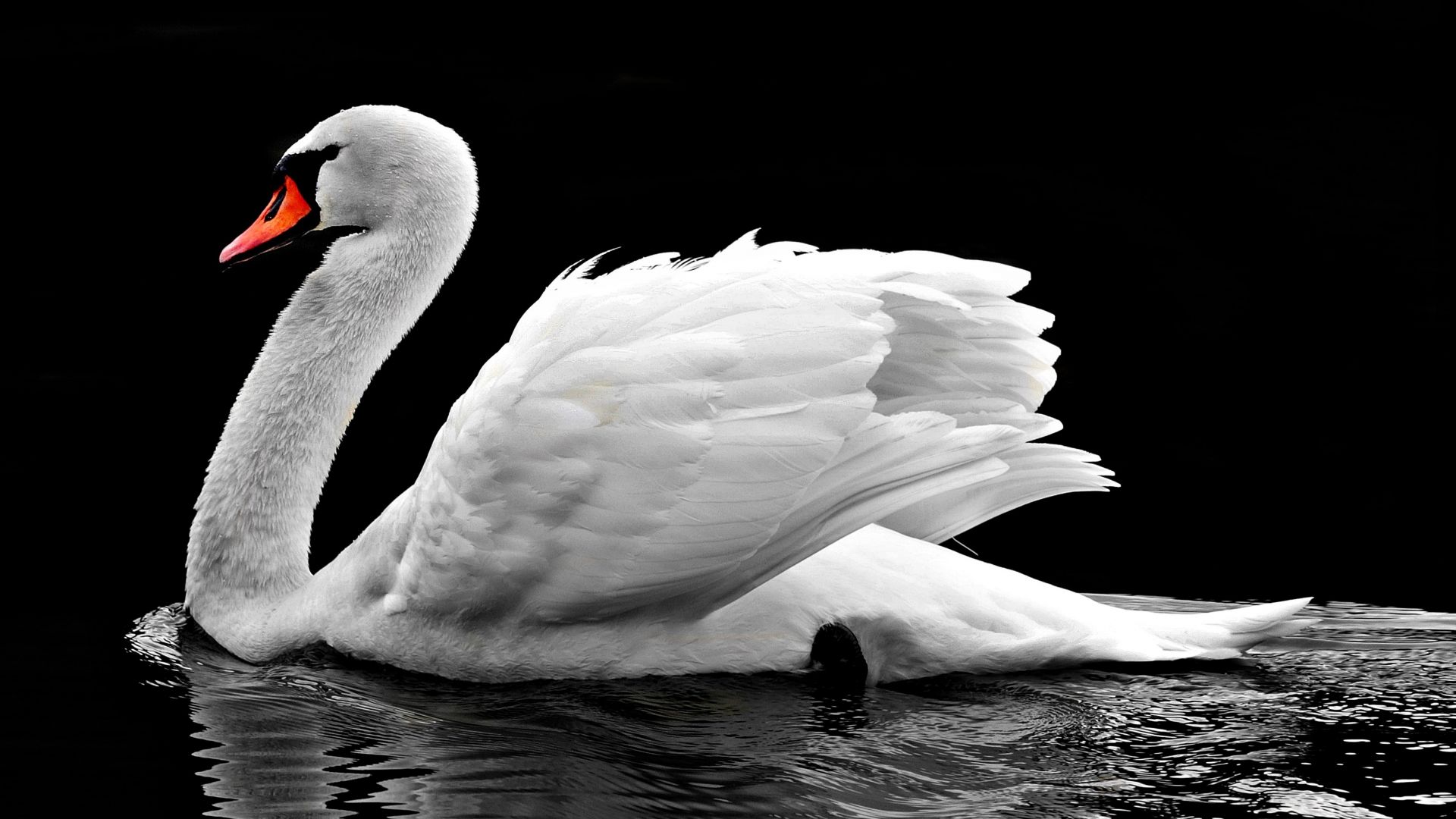 Wallpaper Swan, white water bird, swim