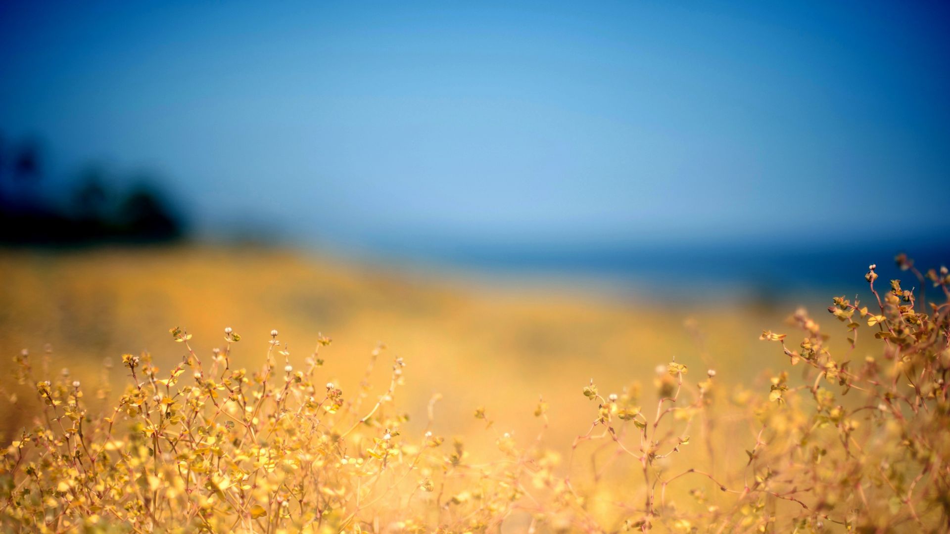 Wallpaper Meadow, grass field, plants, blur