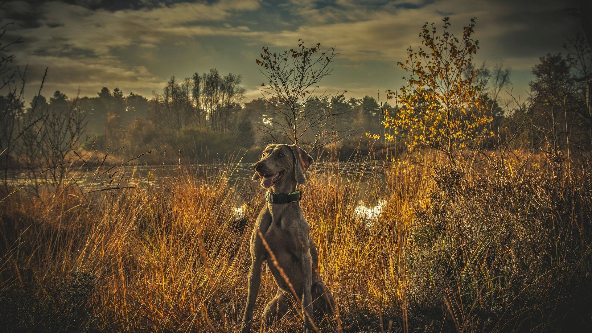 Wallpaper Dog animal sitting in meadow