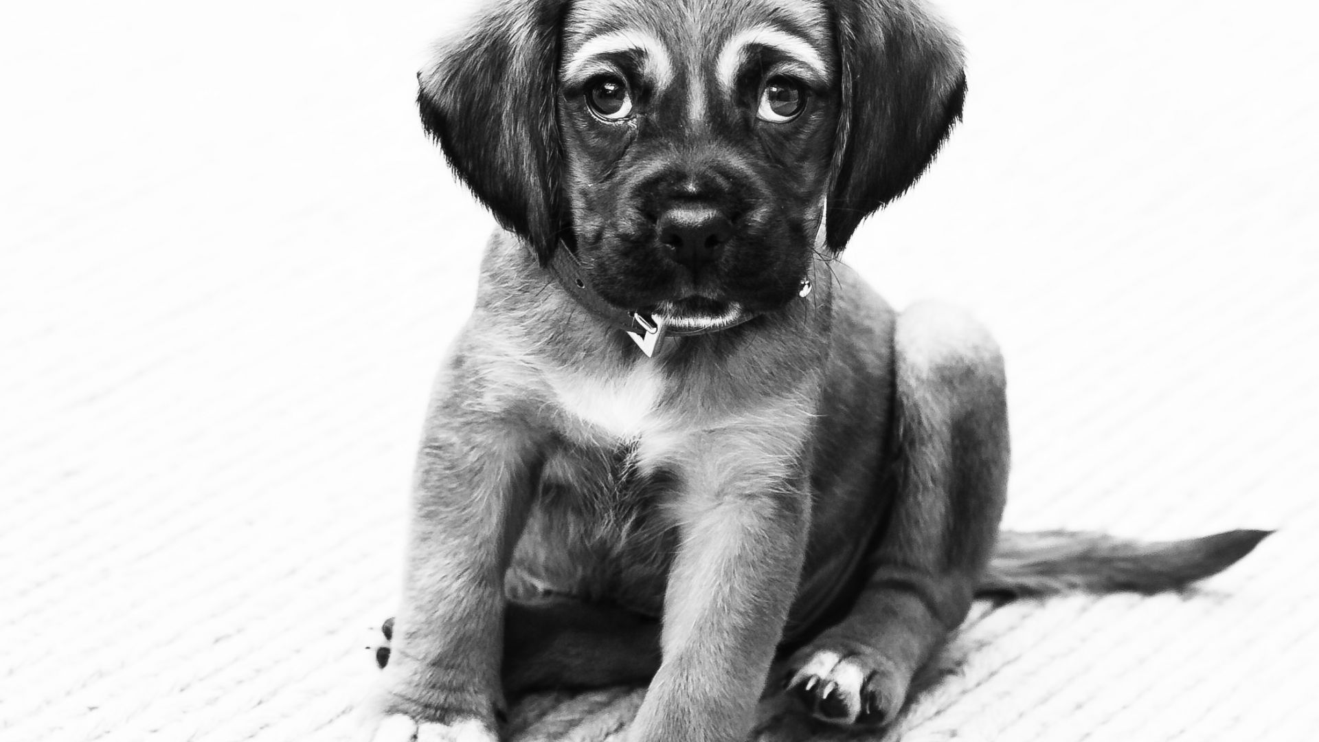 Wallpaper Puppy dog, animal, monochrome