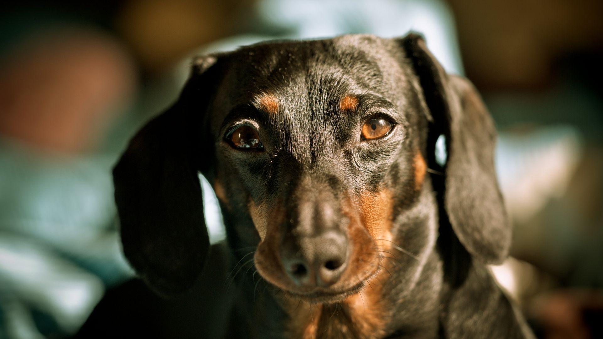 Wallpaper Cute Dachshund dog muzzle