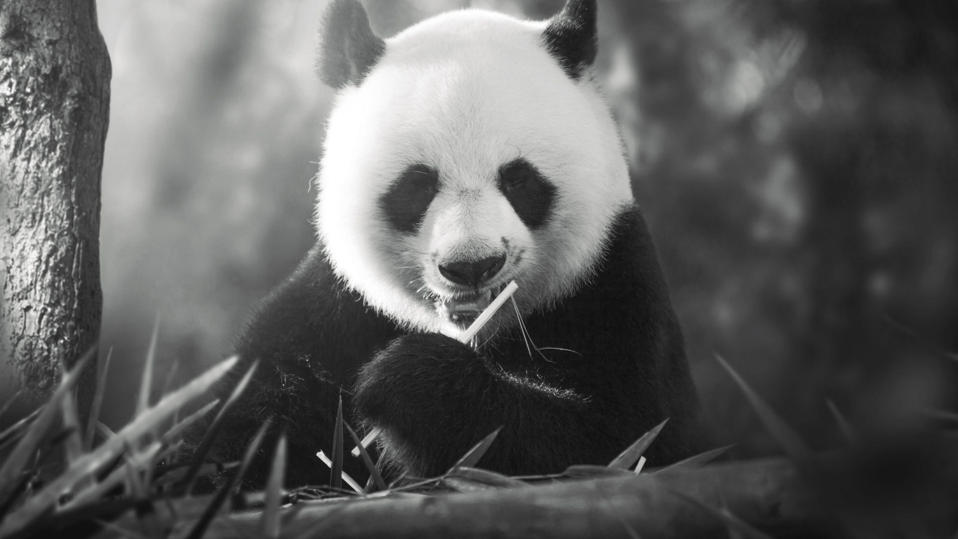 Wallpaper Panda animal monochrome