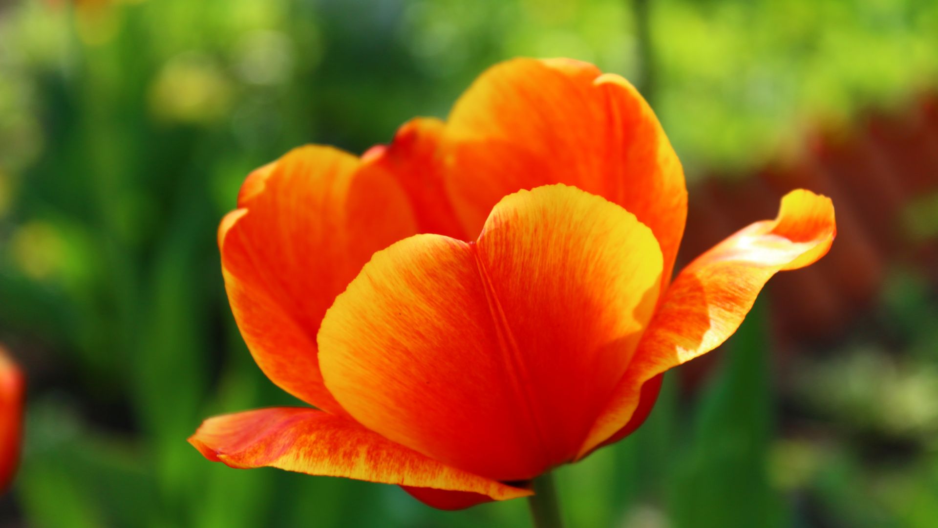Wallpaper Tulip, red orange flower, close up