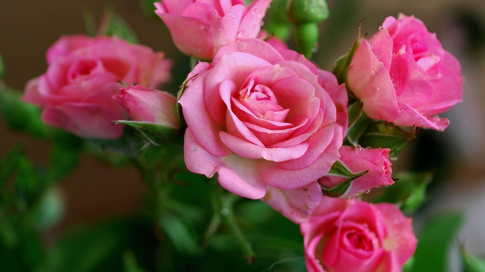 Wallpaper Flowers pink roses