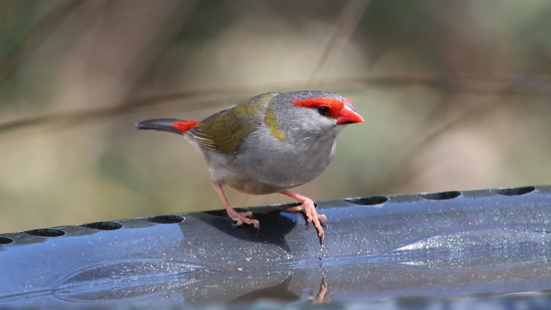 Wallpaper Finch, Red bird, drinking water, cute
