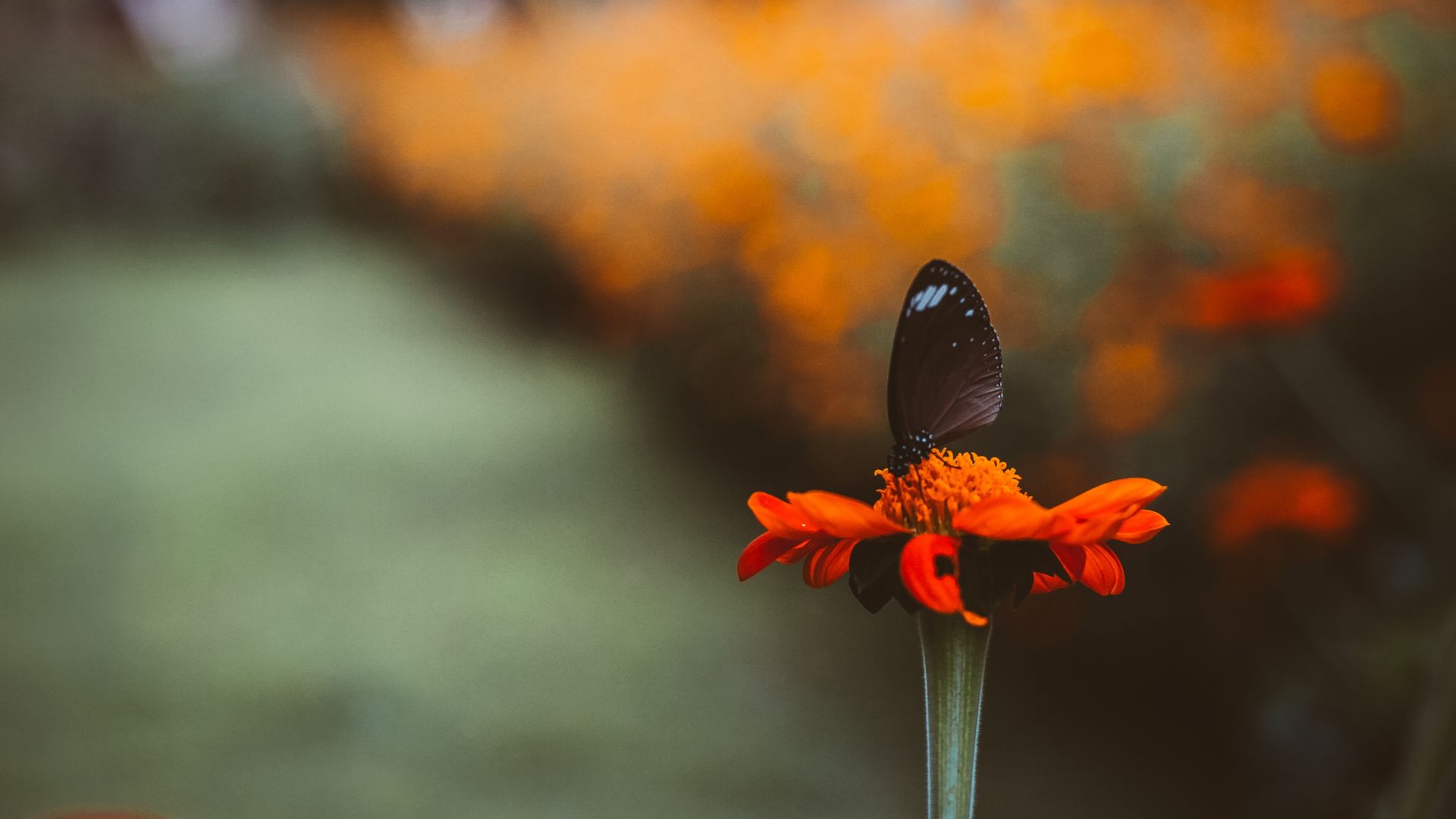 Wallpaper Orange flower, buterr fly, close up, blur