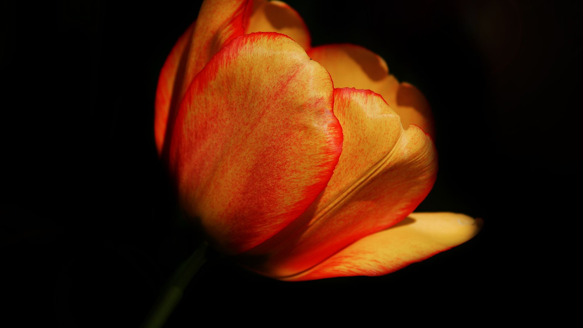 Wallpaper Orange Red flower, tulip, close up