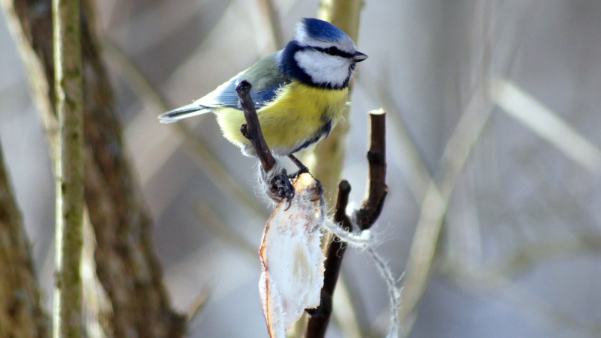 Wallpaper Blue tit bird, tree branch, sitting