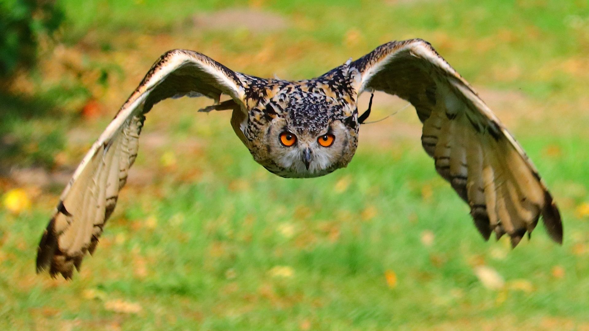 Wallpaper Flying bird, owl, wings
