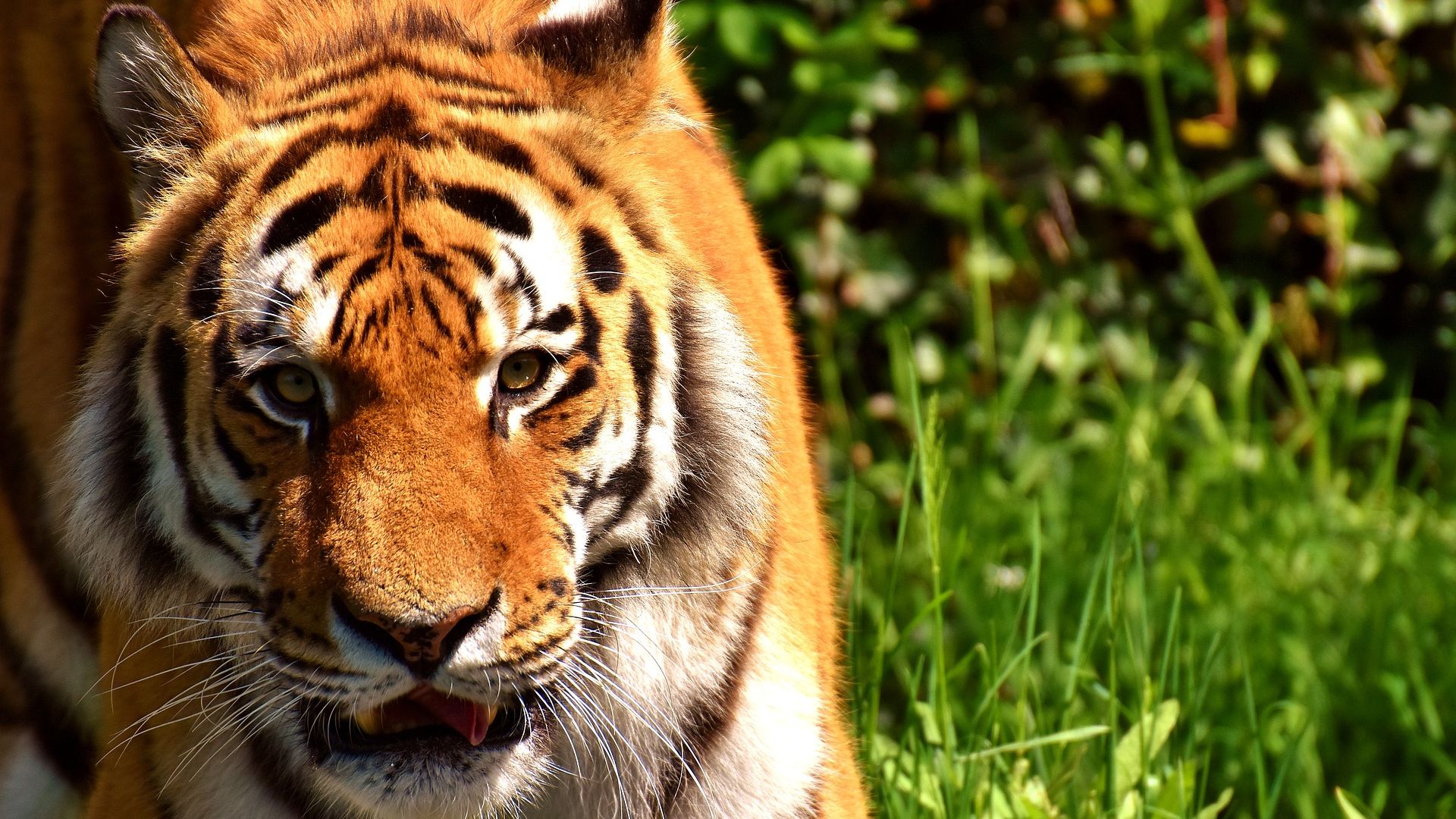Wallpaper Tiger, predator, fur