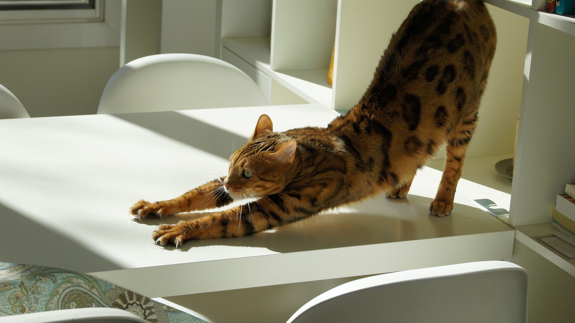 Wallpaper Cat, stretching, animal, domestic animal