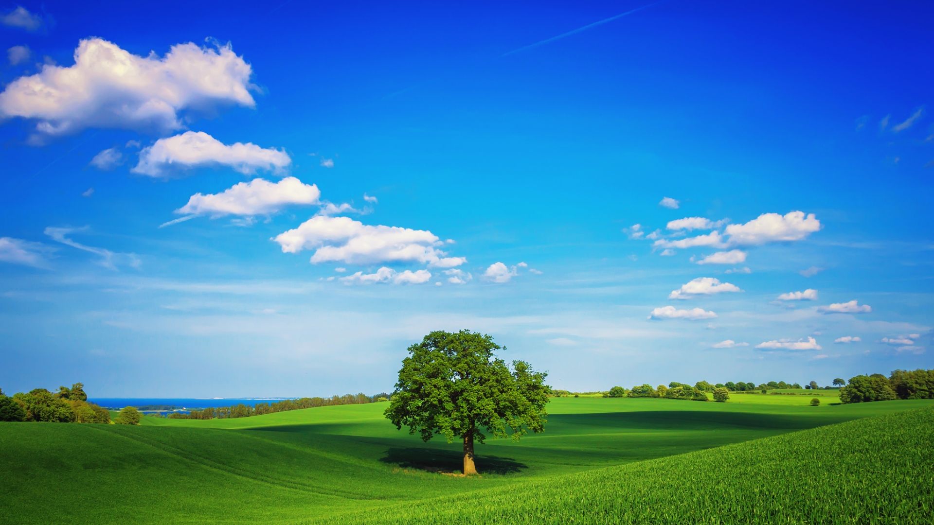 Desktop Wallpaper Tree Field Plain Green Sky Lonely Day Summer, Hd Image,  Picture, Background, Pagcwz