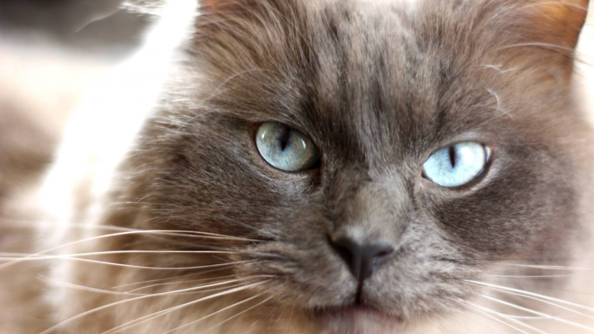 Wallpaper Cat, muzzle, eyes