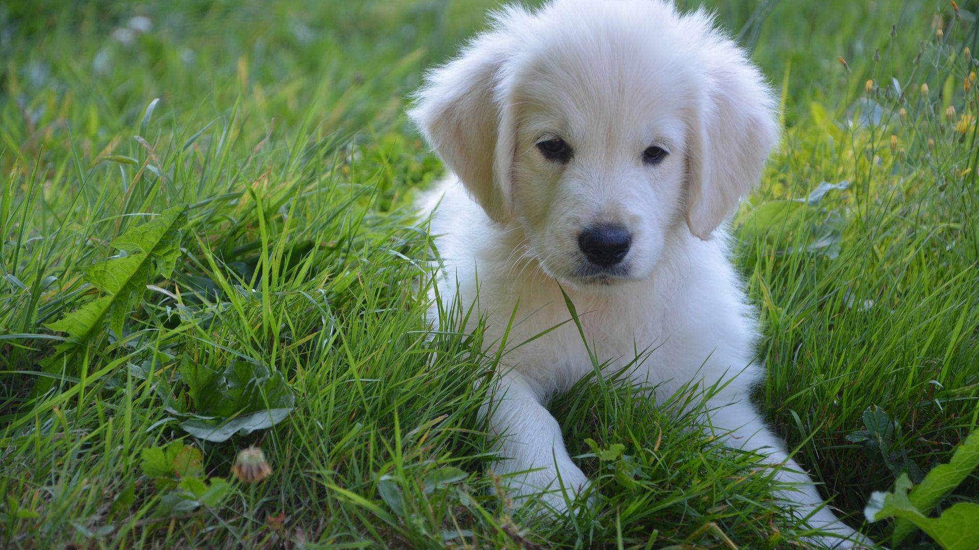 Wallpaper Dog, cute white puppy, domestic animal, puppy