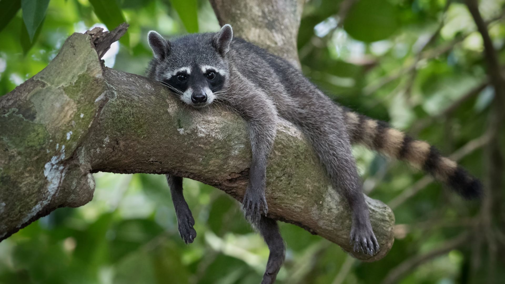 Wallpaper Raccoon, relaxing, tree branch