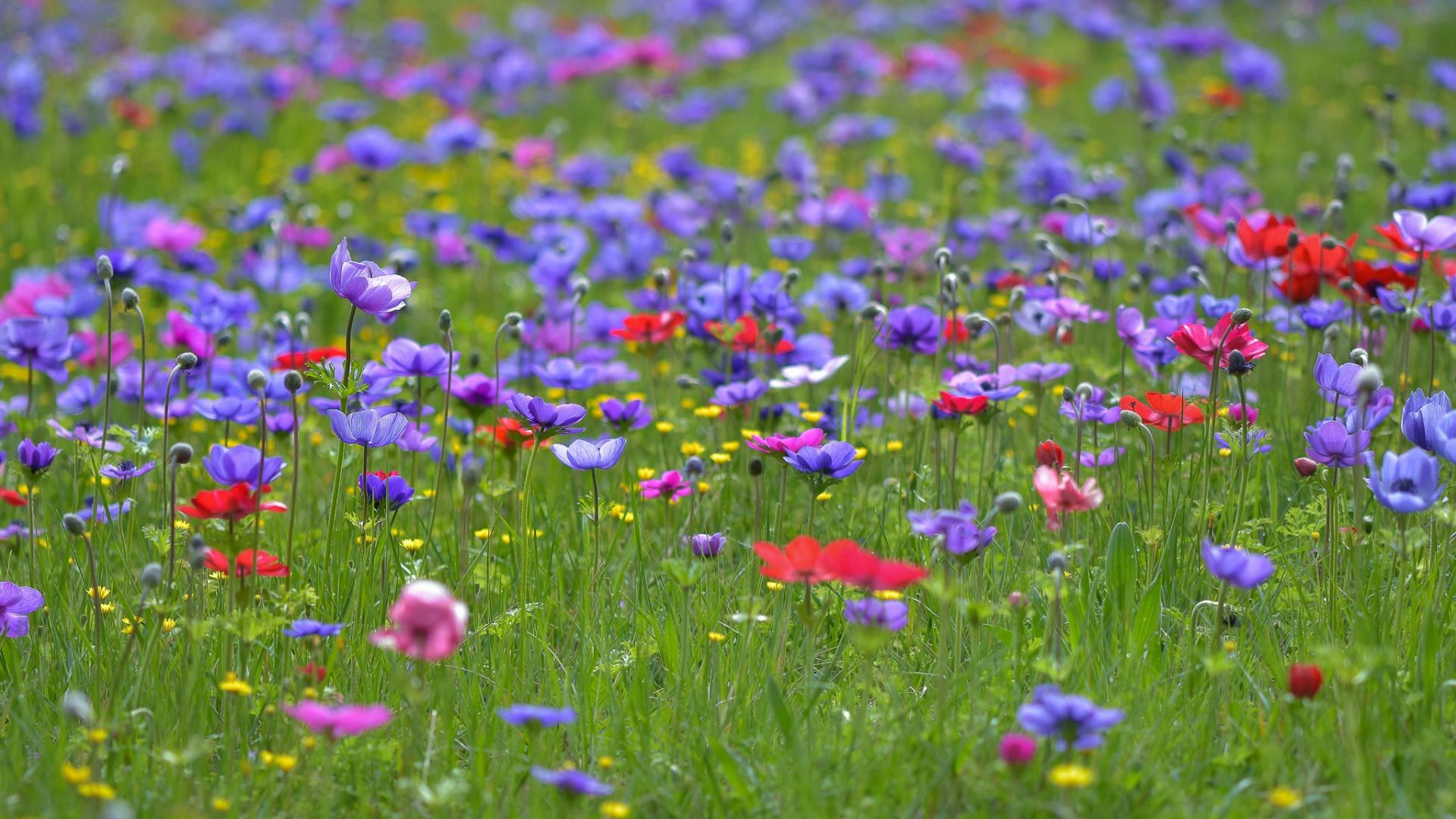 Wallpaper Wild colorful flowers, meadow, sunny, summer