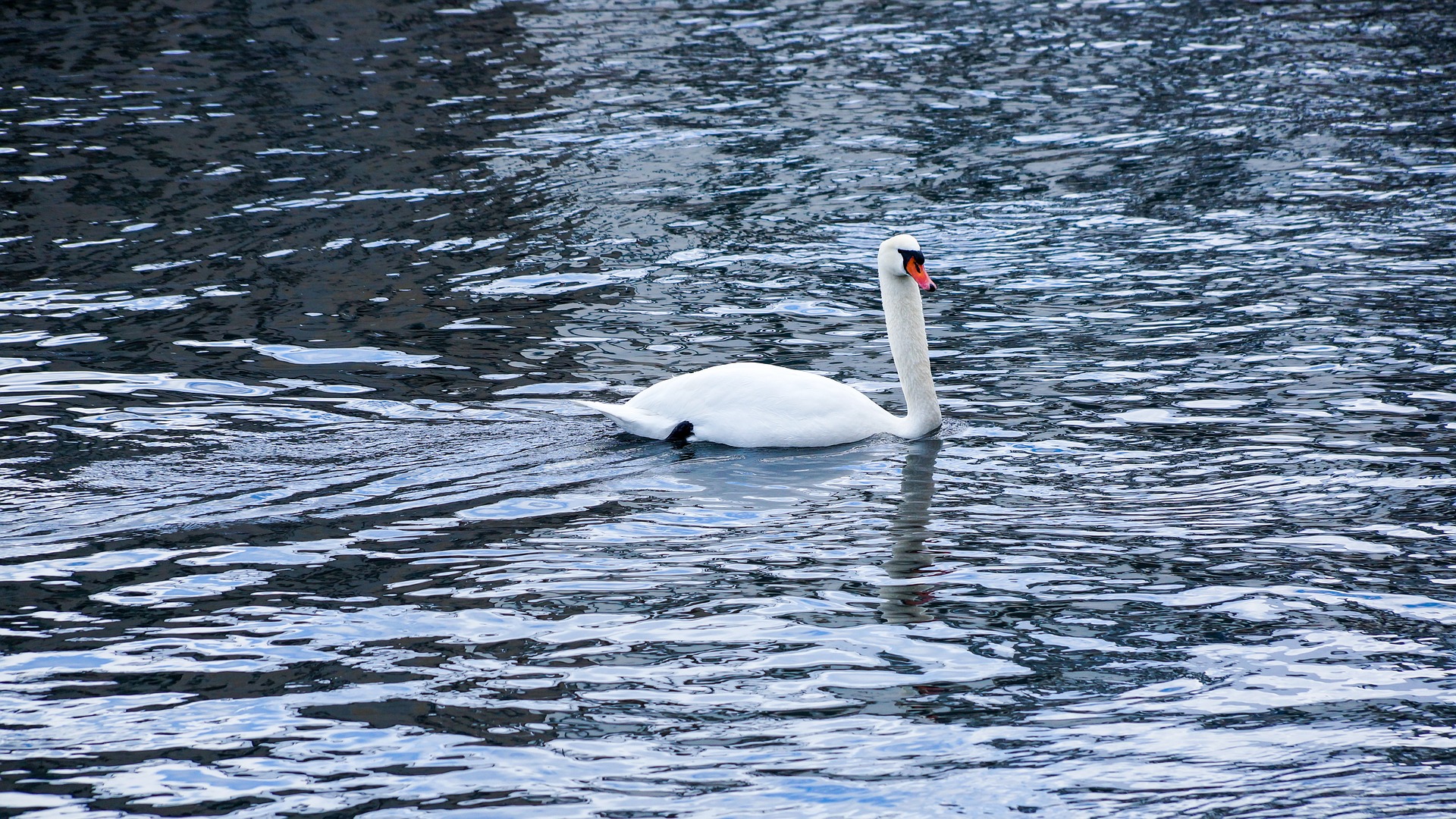 Wallpaper Swan, lake, swimming