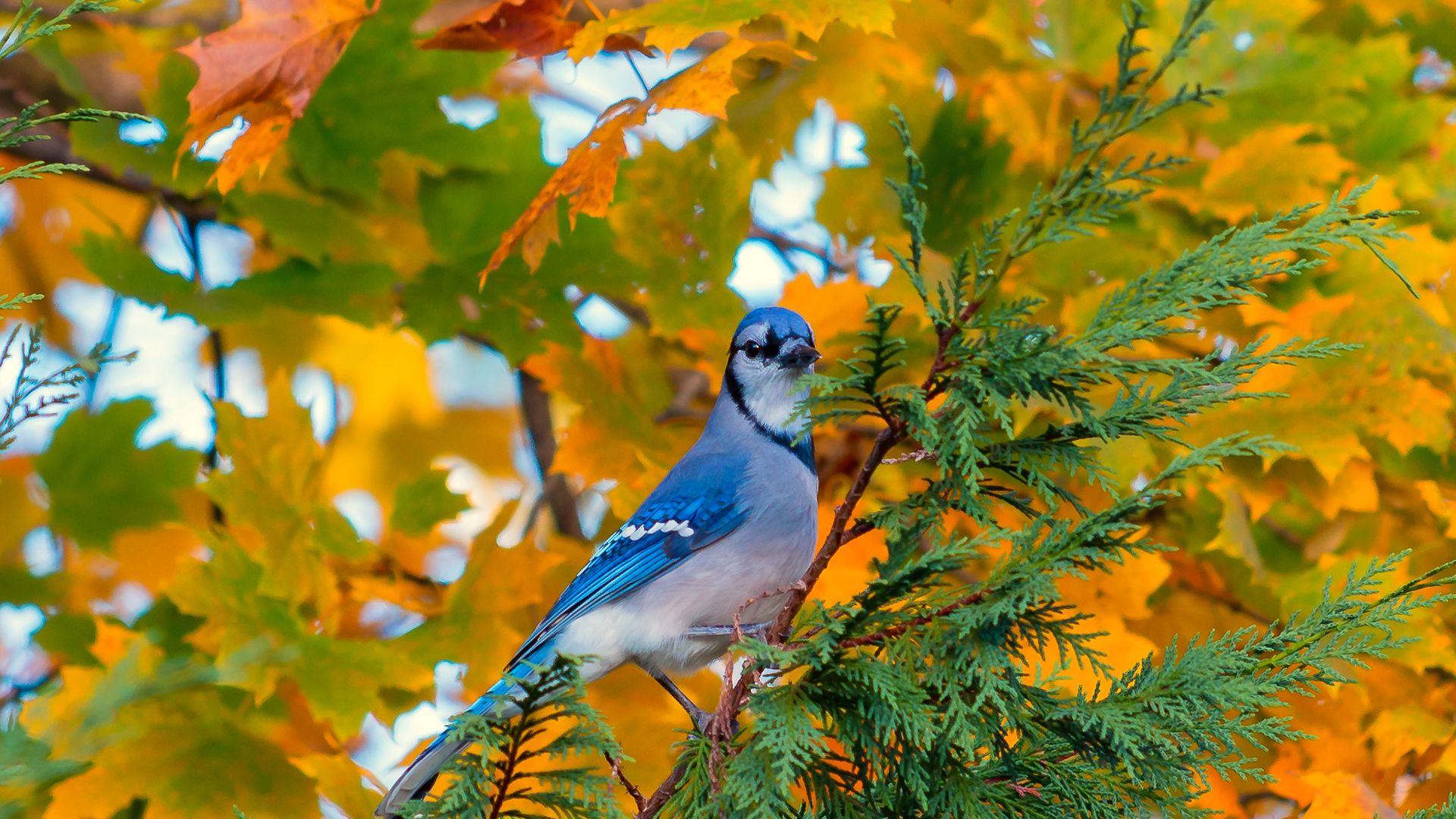 Wallpaper Blue jay bird, small bird, tree branch
