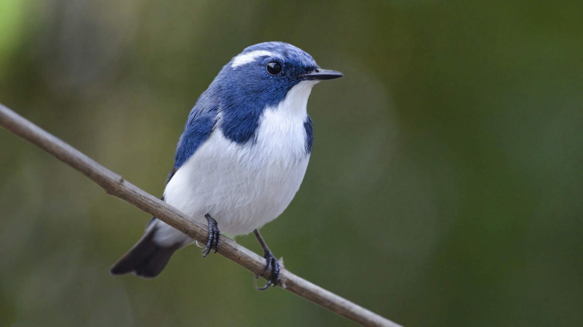 Wallpaper Hill blue flycatcher bird