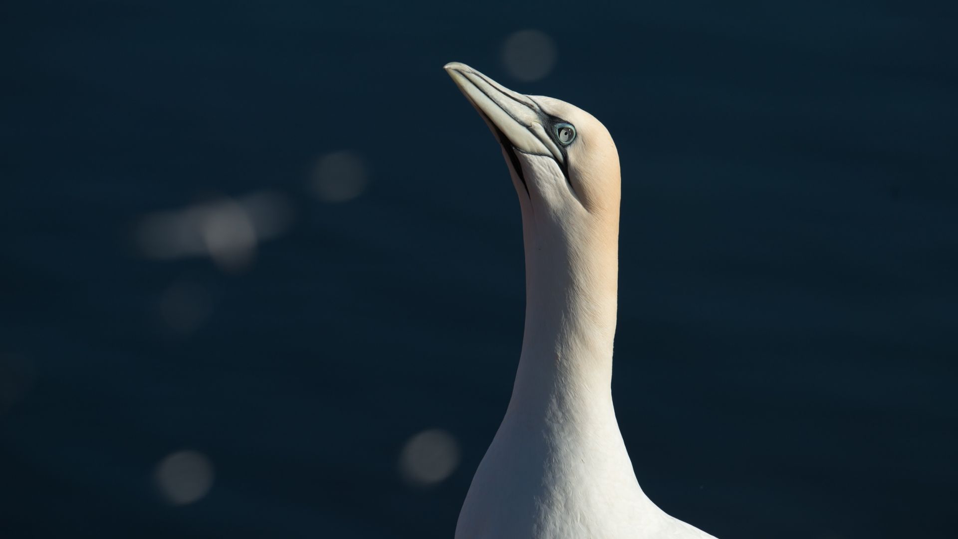Wallpaper Northern gannet, muzzle, bird