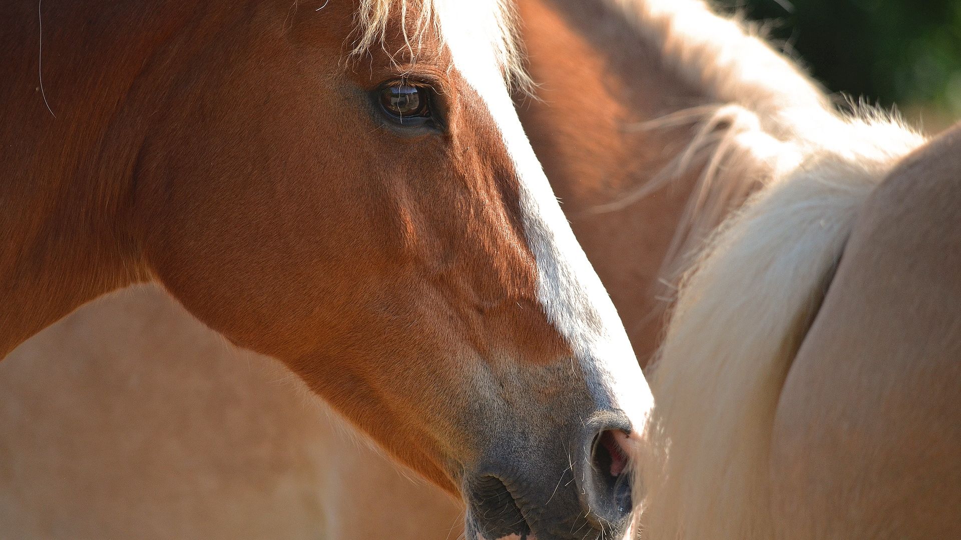 Wallpaper Brown horse, muzzle, animal
