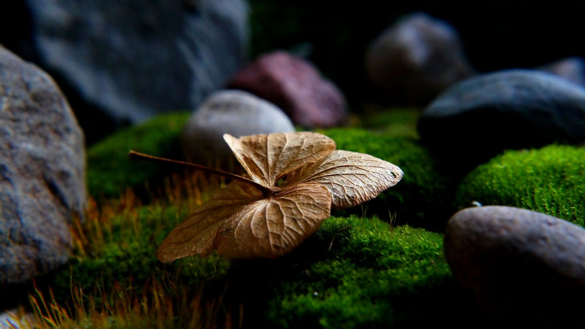Wallpaper Dry leaf, rocks, close up