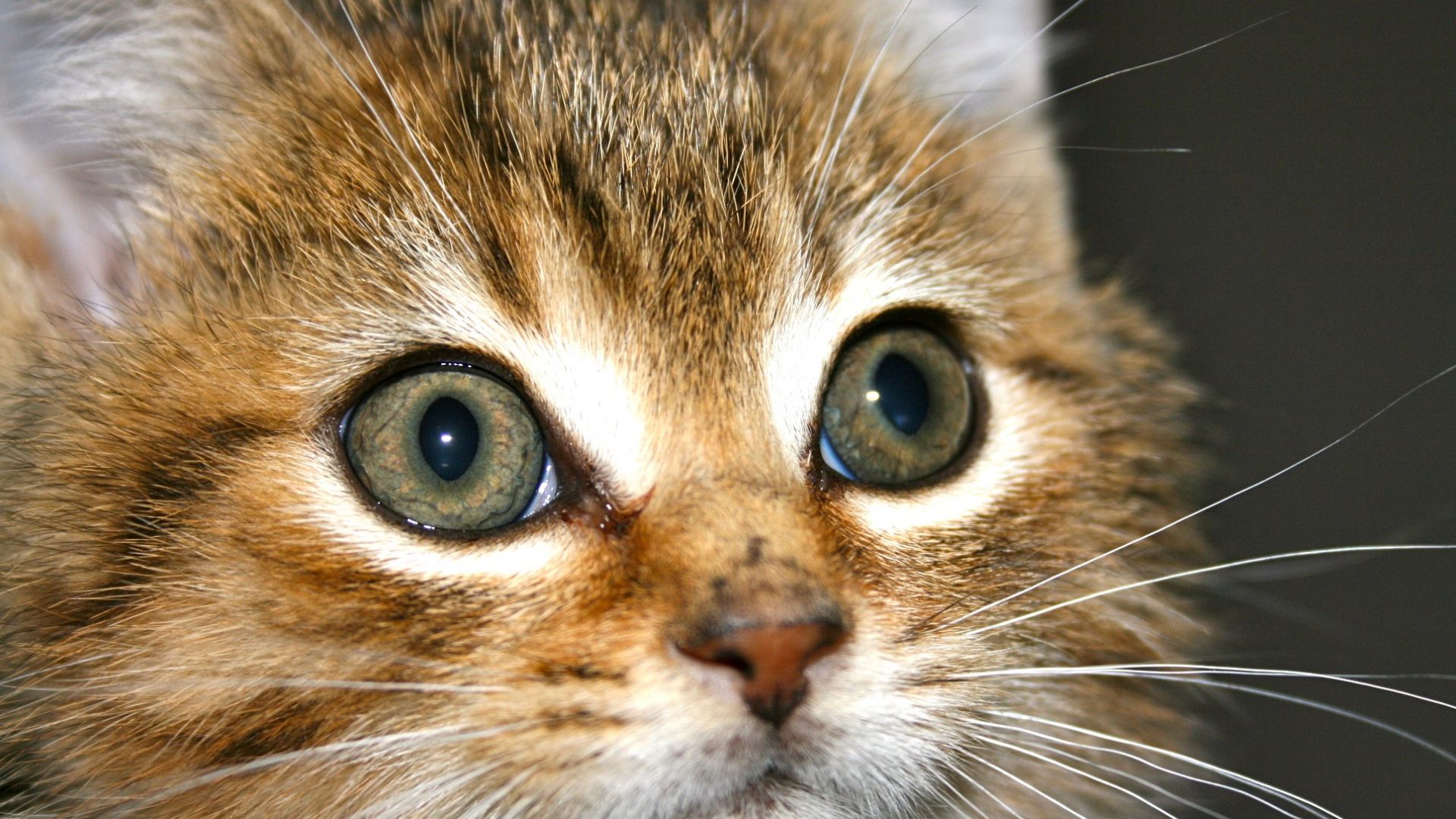 Wallpaper Kitten, small cat, muzzle, eyes, fur, pet