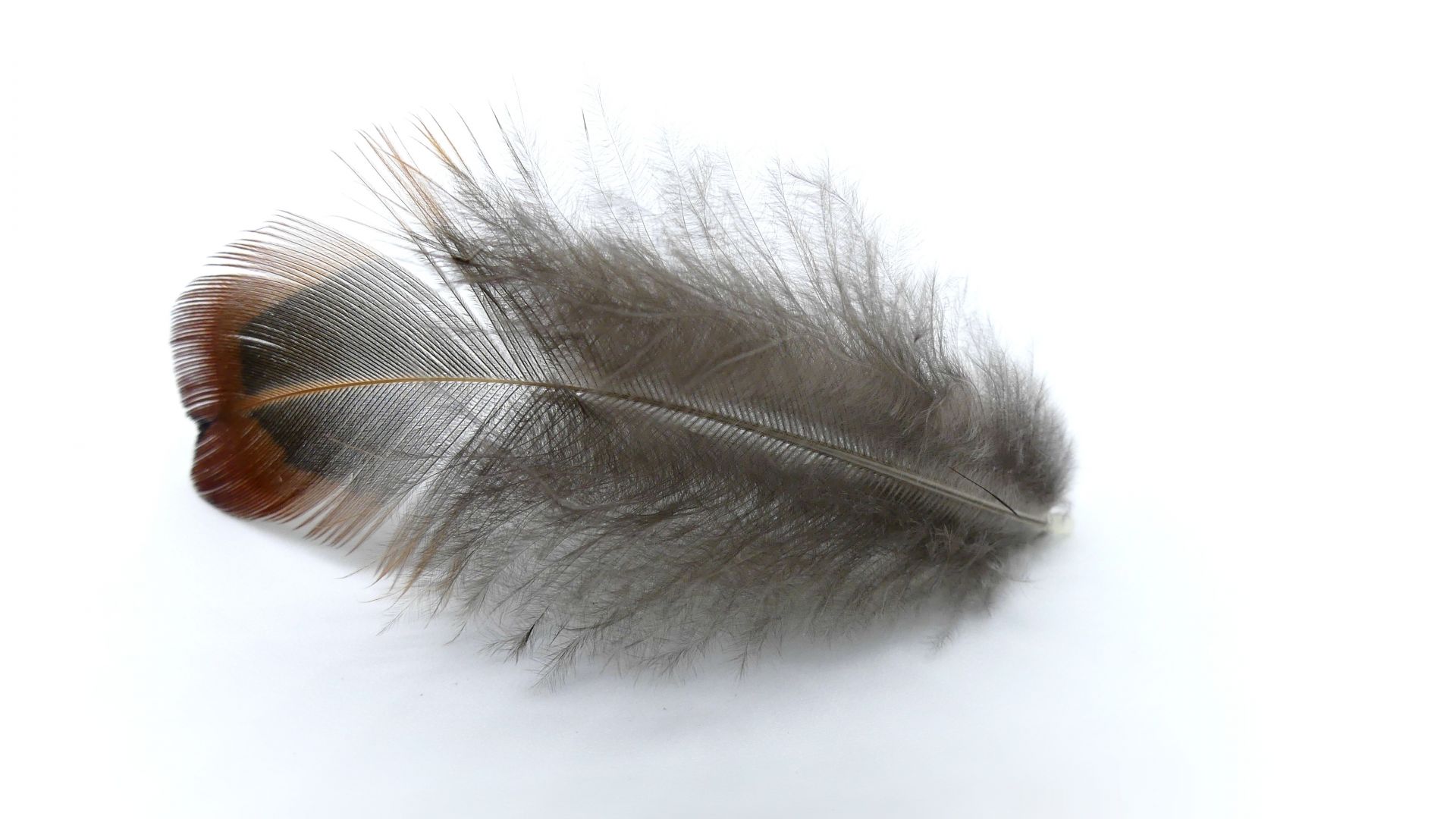 Wallpaper Pheasant feather