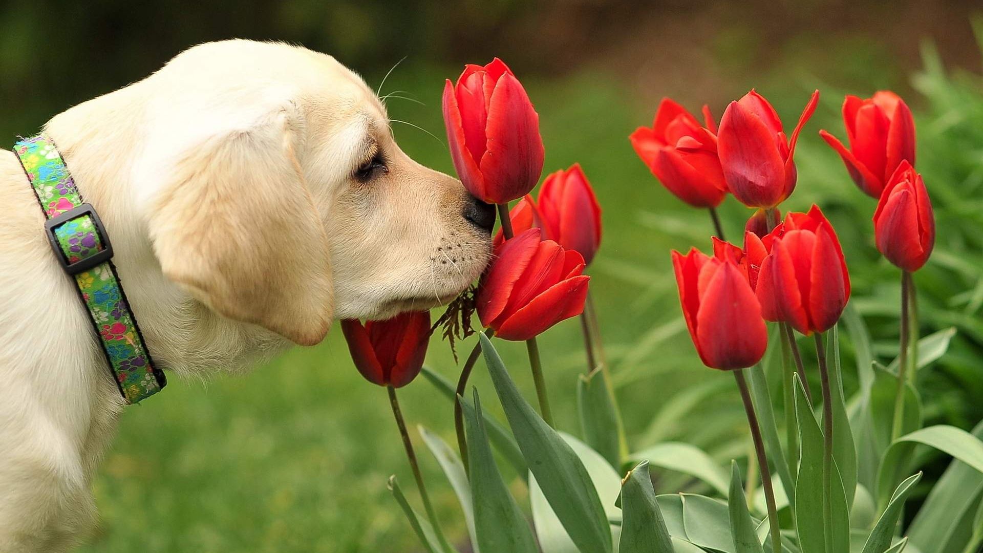 Wallpaper Dog, red tulip flowers