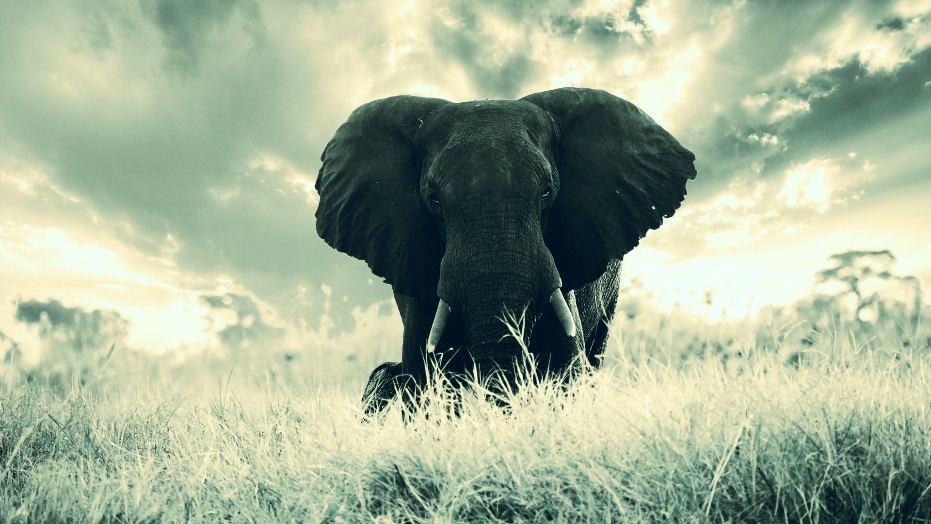 Wallpaper Elephant, big animal
