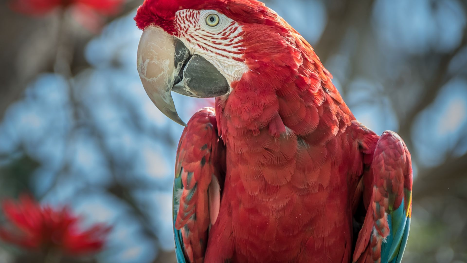 Wallpaper Red green macaw, parrot