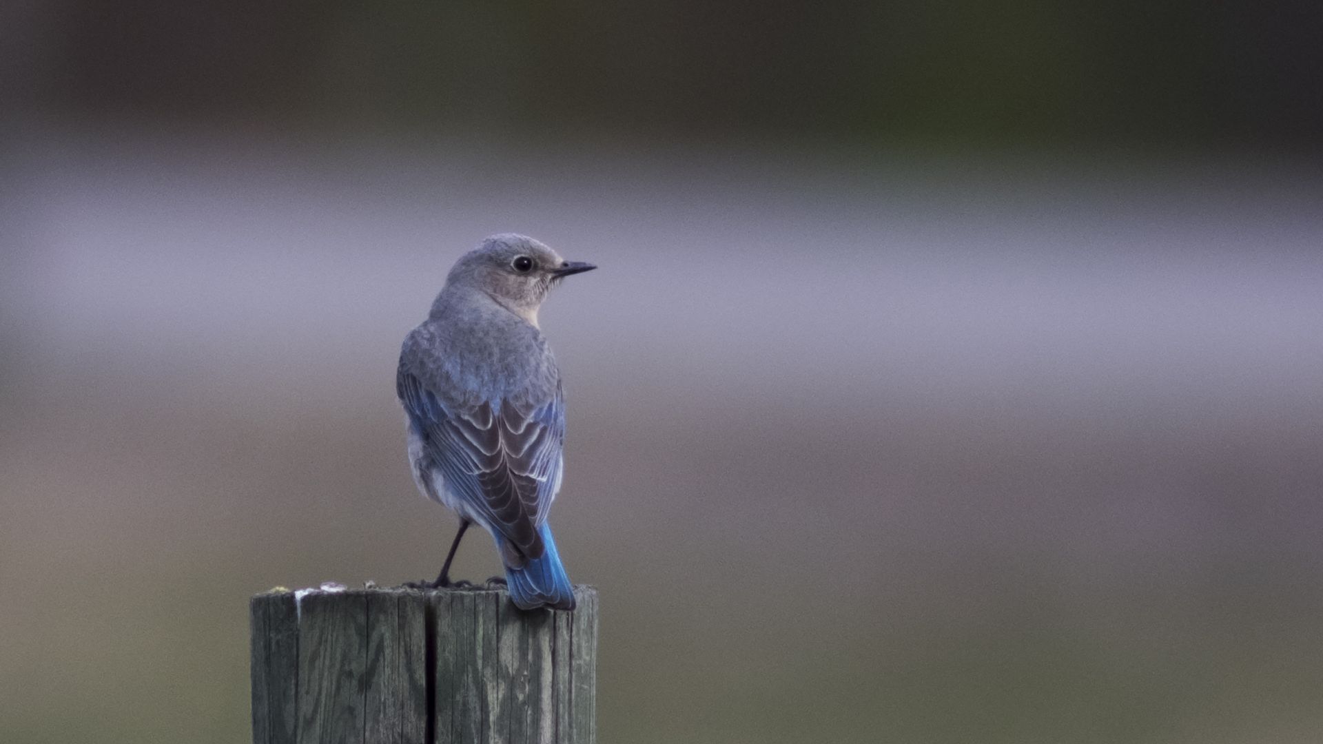 Wallpaper Bluebird, sitting on wood log